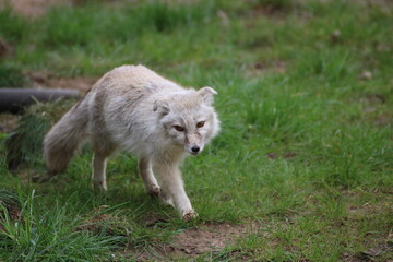 gray wolf in the wild