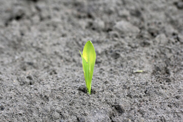 Fototapeta premium young corn plants discolored (yellowing) due to low temperatures in spring