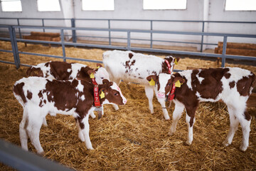 Young calf in a nursery for cows in a dairy farm. Newborn animal.