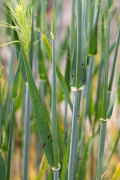 Net blotch of barley -fungal disease on barley.