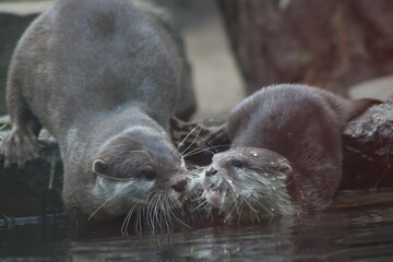 otter in the water