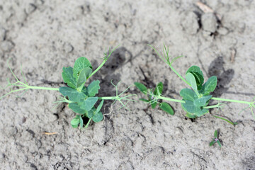 young pea plants in the farmland