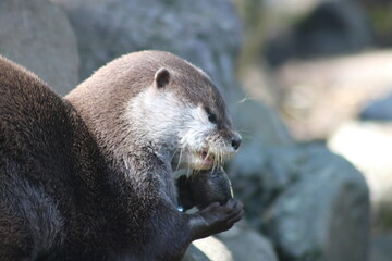 Otter wants to crack shell