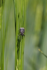 Scarab beetle Valgus hemipterus macrophotography. Beetle on barley