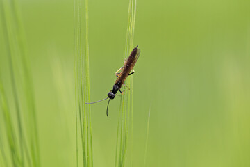 Stem Borer Sawfly Cephus pygmaeus (Cephidae) on green wheat leaf. It is a important pest of cereals.
