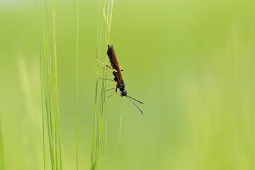 Stem Borer Sawfly Cephus pygmaeus (Cephidae) on green wheat leaf. It is a important pest of cereals.