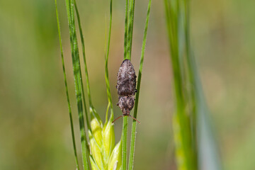 Agrypnus murinus is a click beetle a species of beetle from the family of Elateridae. It is commonly known as the lined click beetle. It larvae are important pest in soil of many crops.