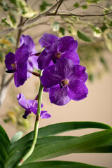 Vanda orchid cultivated on ficus tree.