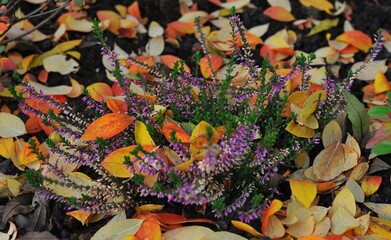 autumn leaves on the ground Erica carnea