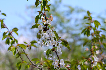 Spring background art with white cherry blossom. Beautiful nature scene with blooming tree and sun flare. Abstract blurred background. Shallow depth of field.