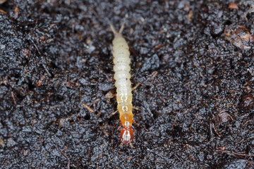 the larva of the beetle of the rove beetles family (Staphylinidae) on the soil in the vegetable garden. They are agile pest hunters