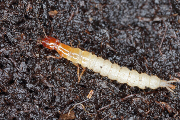 Obraz na płótnie Canvas the larva of the beetle of the rove beetles family (Staphylinidae) on the soil in the vegetable garden. They are agile pest hunters