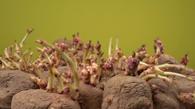 Closeup view video of organic potatoes sprouting isolated on green background.