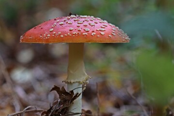  Fliegenpilz (Amanita muscaria).