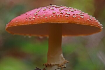  Fliegenpilz (Amanita muscaria).