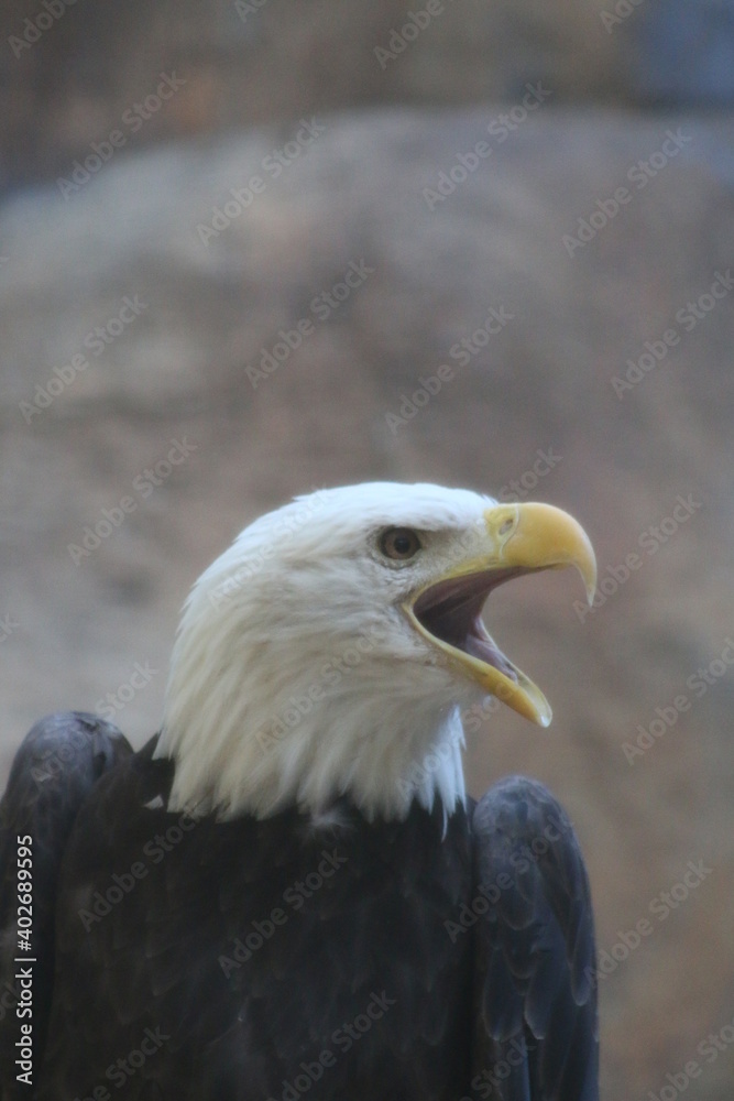 Canvas Prints Bald Eagle