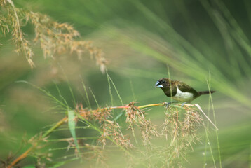 White-rumped Munia - Lonchura striata, beautiful small perching bird from Southeast Asian meadows and grasslands, Sri Lanka.