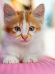 close up portrait of orange kitten with blue eyes