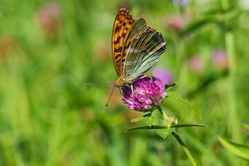 Obraz premium farfalla su fiore di trifoglio