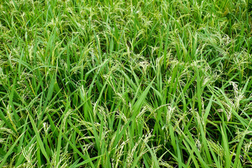 Obraz premium green grass background