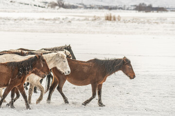 Fototapeta na wymiar Many horses run in winter snow field with cowboy and dogs