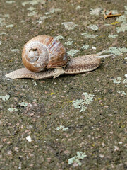 Schnecke mit Schneckenhaus über den Weg kriechend, slow walk, slug, shell