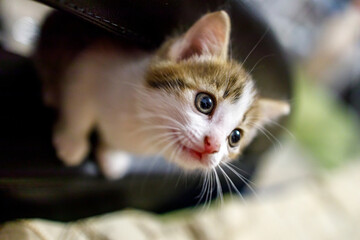 small light-colored kitten looks up