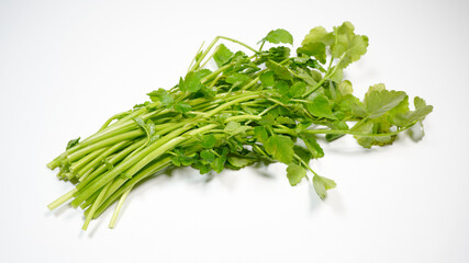 新鮮なせりのイメージ