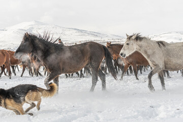Obraz na płótnie Canvas Many horses run in winter snow field with cowboy and dogs