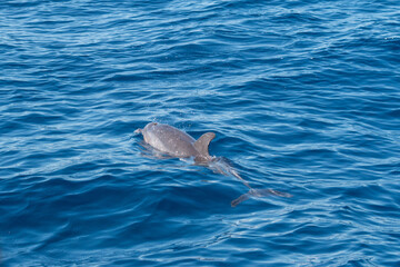 Obraz premium Delphine im Meer