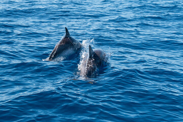 Delphine im Meer
