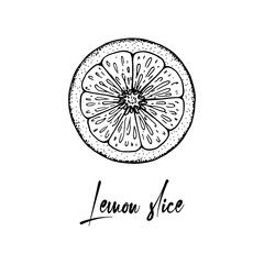 Hand drawn slice of lemon isolated on white background. Vector illustration in sketch style. Immunity booster plant