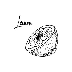 Hand drawn half a lemon isolated on white background. Vector illustration in sketch style. Immunity booster plant