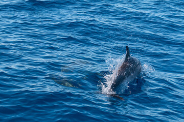 Delphin