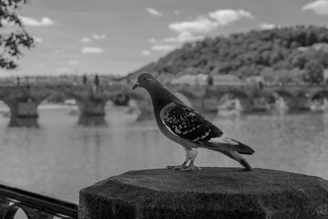 Gołąb na tle mostu Karola w Pradze