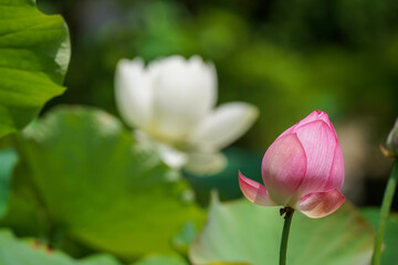 寺院の庭に咲く蓮の花