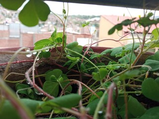 seedlings in a greenhouse