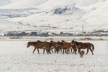 Fototapeta na wymiar Many horses run in winter snow field with cowboy and dogs