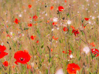 Obraz premium Composition florale