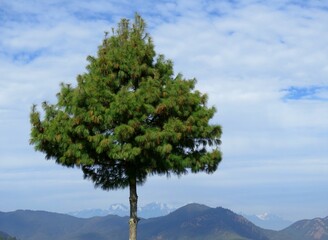 Pine tree against the blue sky, Pine tree in the mountains