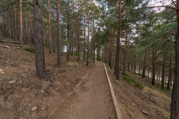 path through a pine forest in Sierra Nevada
