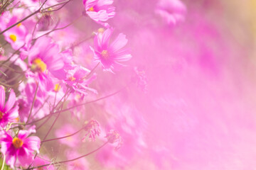 Fototapeta na wymiar Pink cosmos flower blooming beautiful vivid natural summer in the garden,soft blur for background.