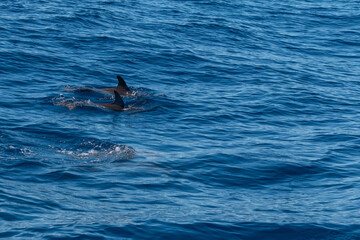 Delphin