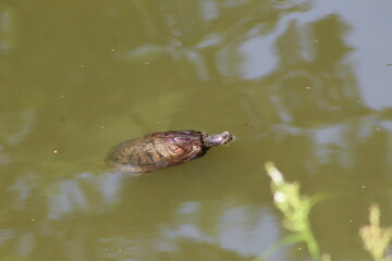 turtles in the pond