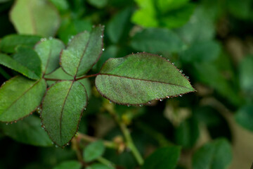 Blackberry point or tip with some drop of dew on it
