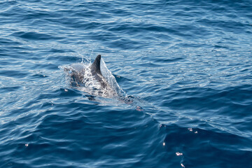 Delphin