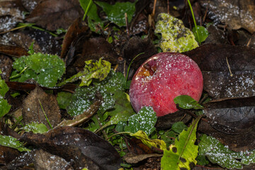 Frost on leaves and apples on a cold winter day in garden, . Fallen fruit and dead leaves.