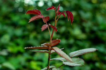 Some drop of dew on the blackberry leaf