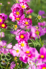 Pink cosmos flower blooming beautiful vivid natural summer in the garden,soft blur for background.