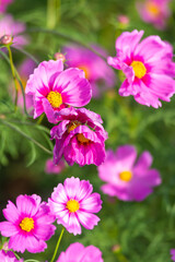 Pink cosmos flower blooming beautiful vivid natural summer in the garden,soft blur for background.